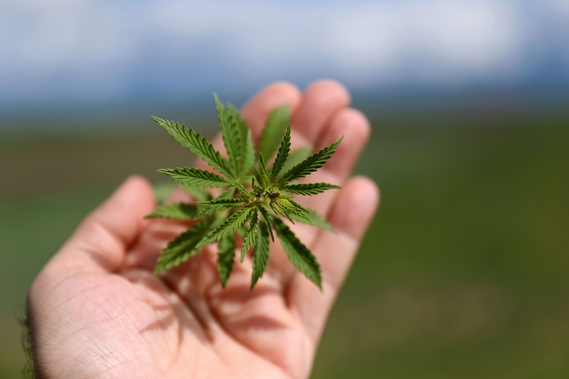 Hand Holding Marijuana Leaf
